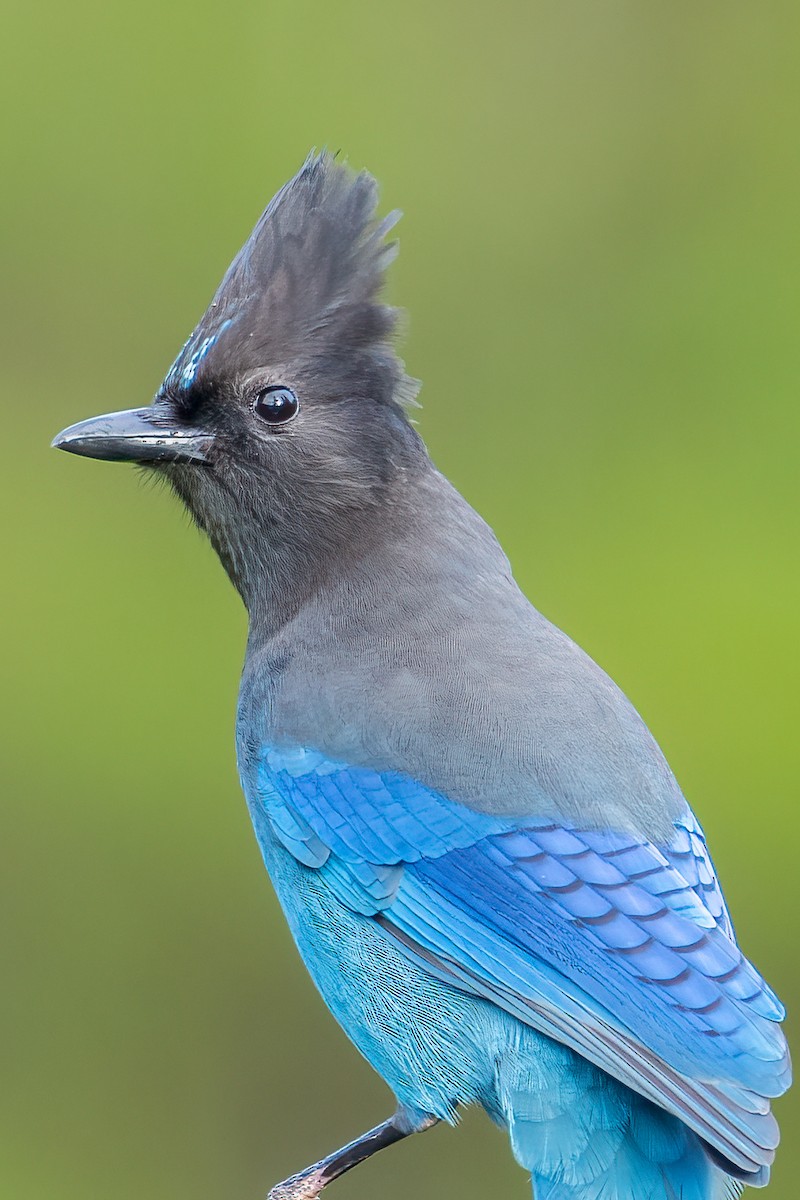 Steller's Jay (Coastal) - ML302602321