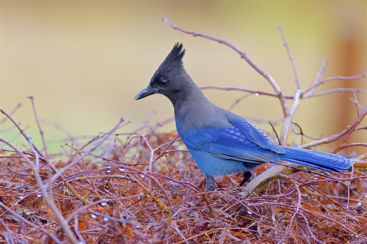 Steller's Jay (Coastal) - ML302602371