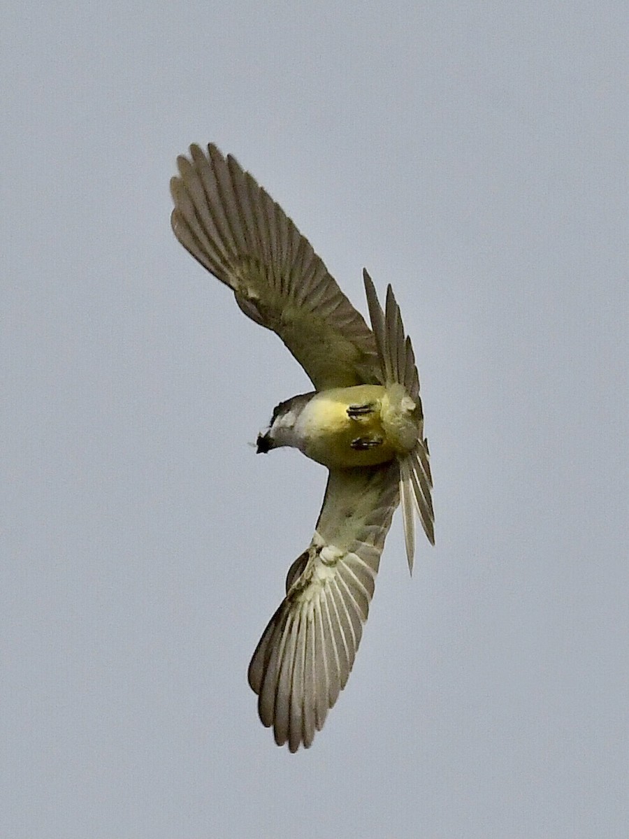 Dickschnabel-Königstyrann - ML302605671