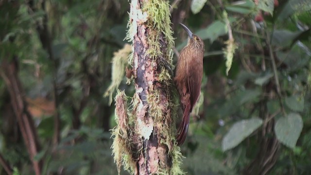 Strong-billed Woodcreeper - ML302610811