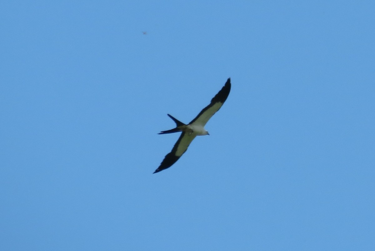 Swallow-tailed Kite - Steven Kaplan