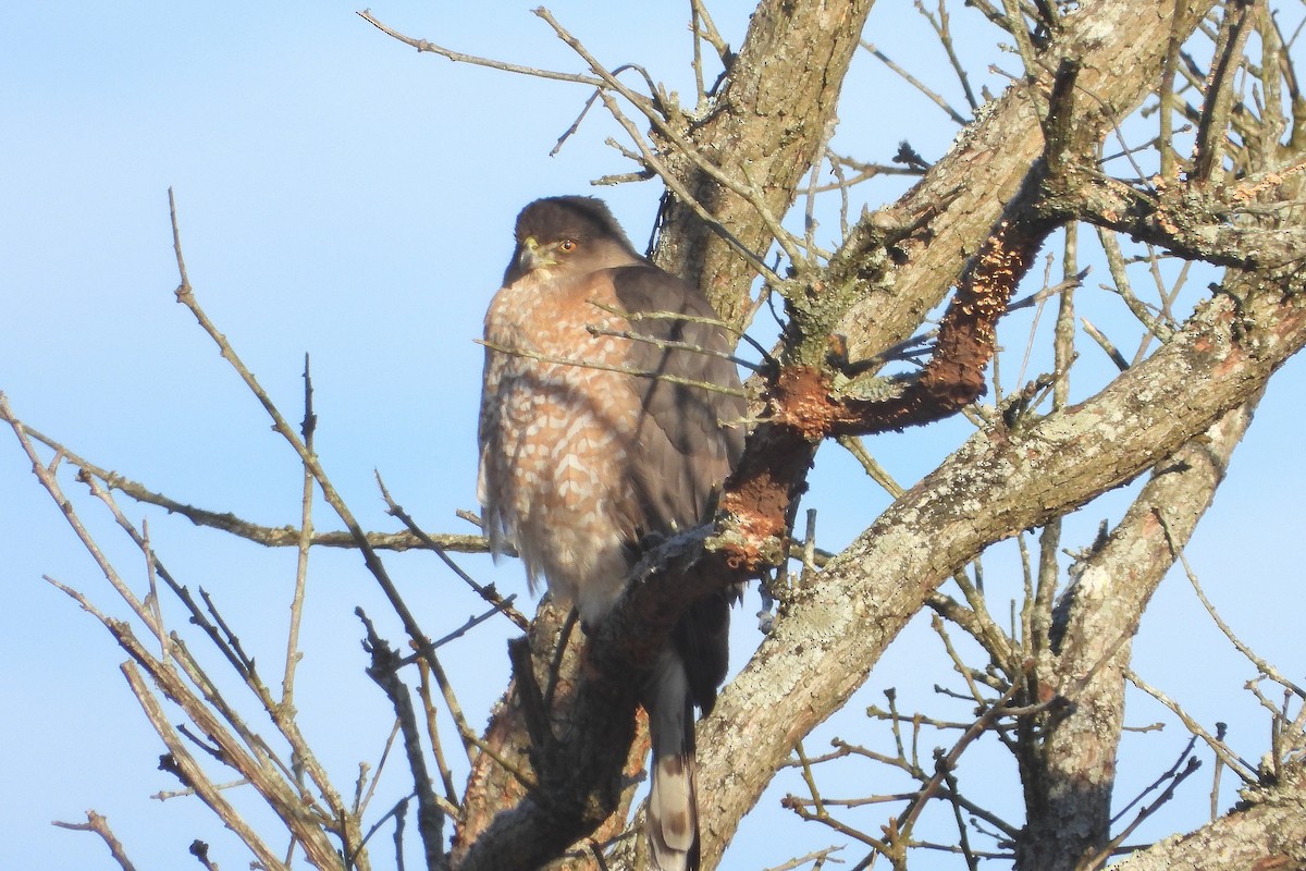 Cooper's Hawk - ML302615491