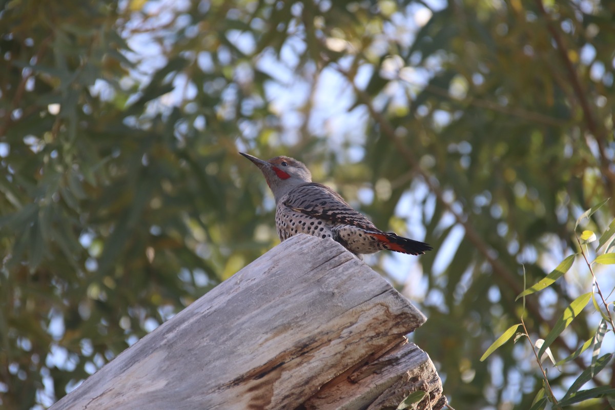 Northern Flicker - ML302616561