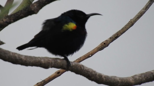 Purple Sunbird - ML302617191