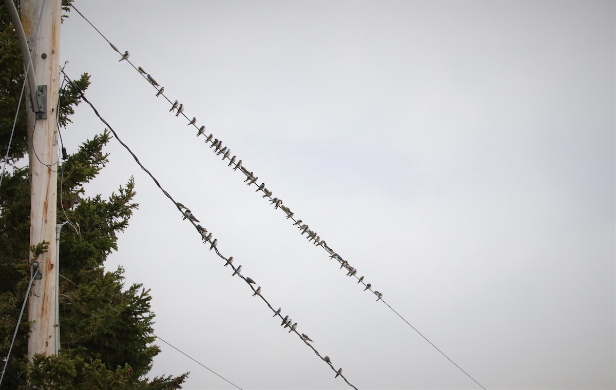 Tree Swallow - ML302618071