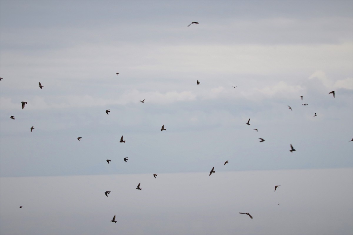 Tree Swallow - ML302618091