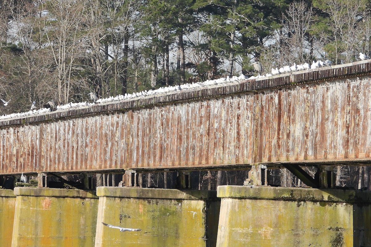 Ring-billed Gull - ML302618771