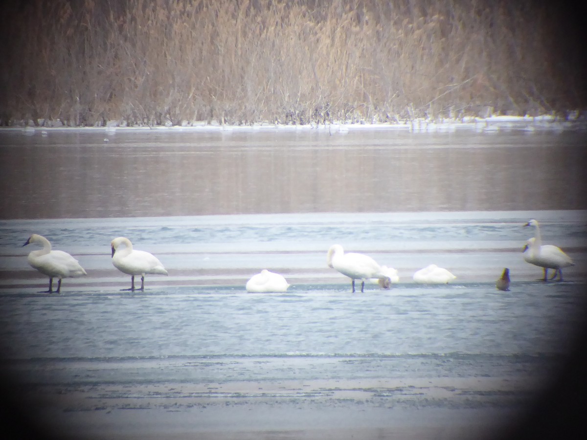 Trumpeter Swan - ML302620231