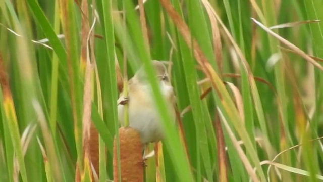 Paddyfield Warbler - ML302620491