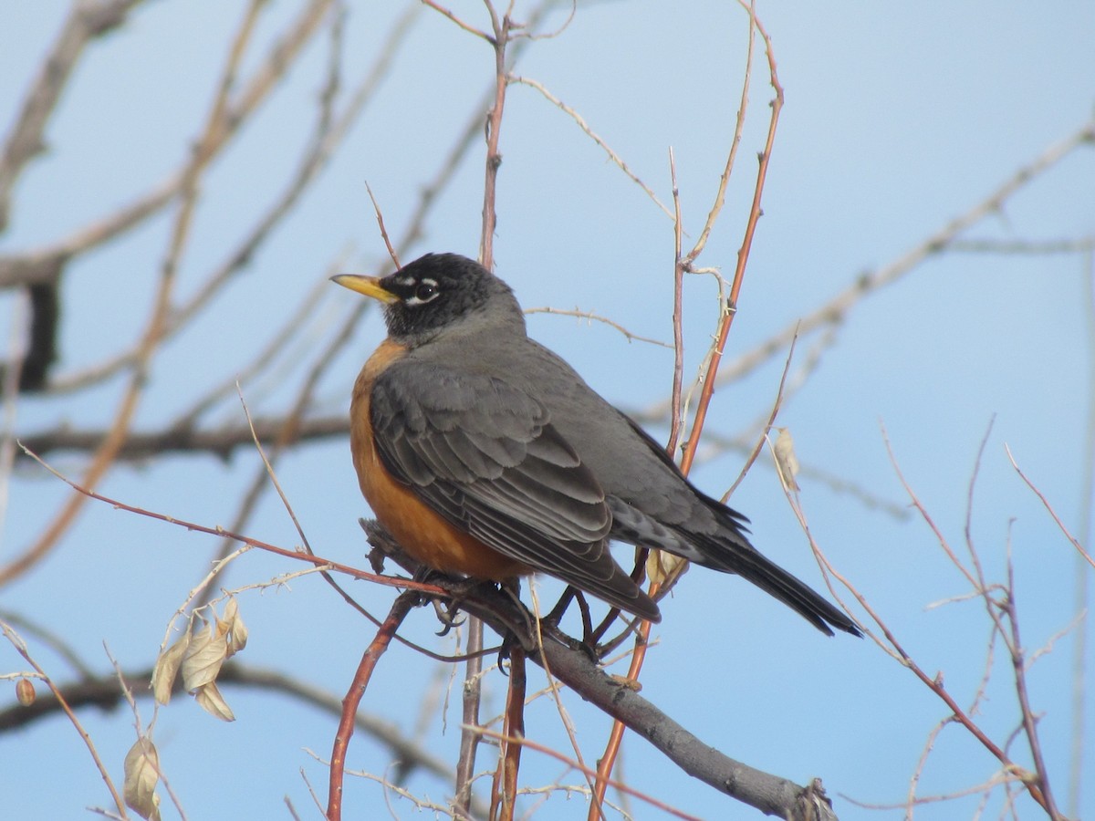American Robin - ML302620871