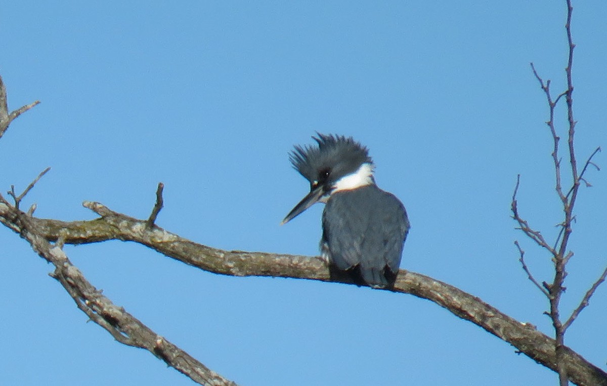 Belted Kingfisher - ML302621091