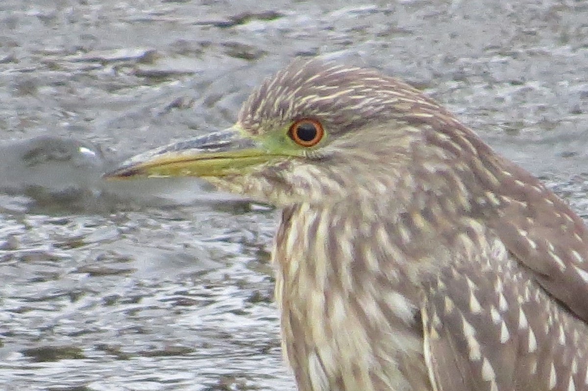 Black-crowned Night Heron - ML302622051