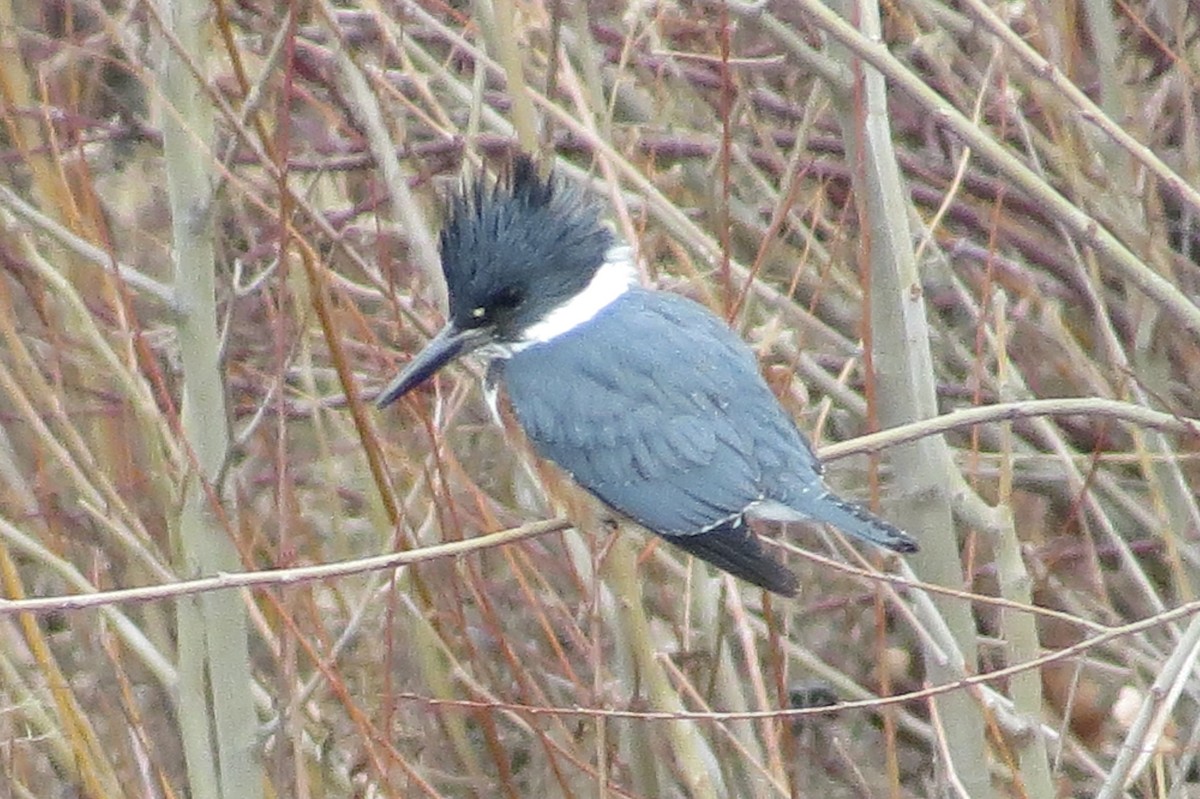 Belted Kingfisher - ML302622061