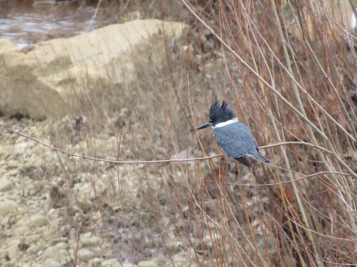 Belted Kingfisher - ML302623041