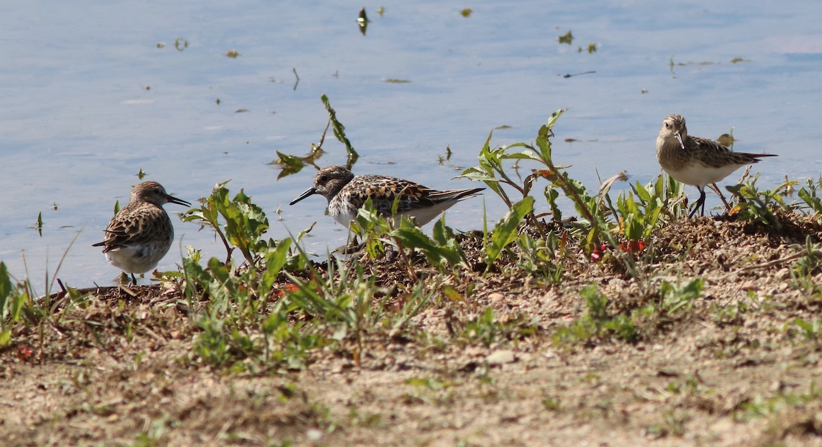 White-rumped Sandpiper - ML30262611