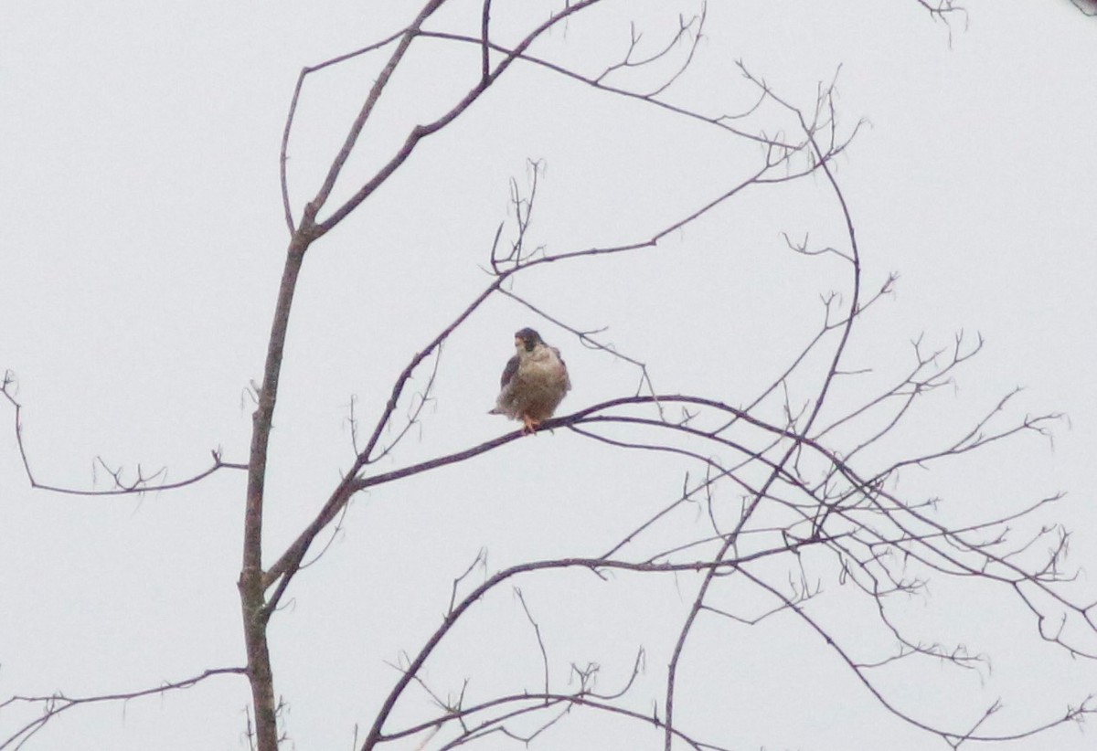 Peregrine Falcon - ML302626461