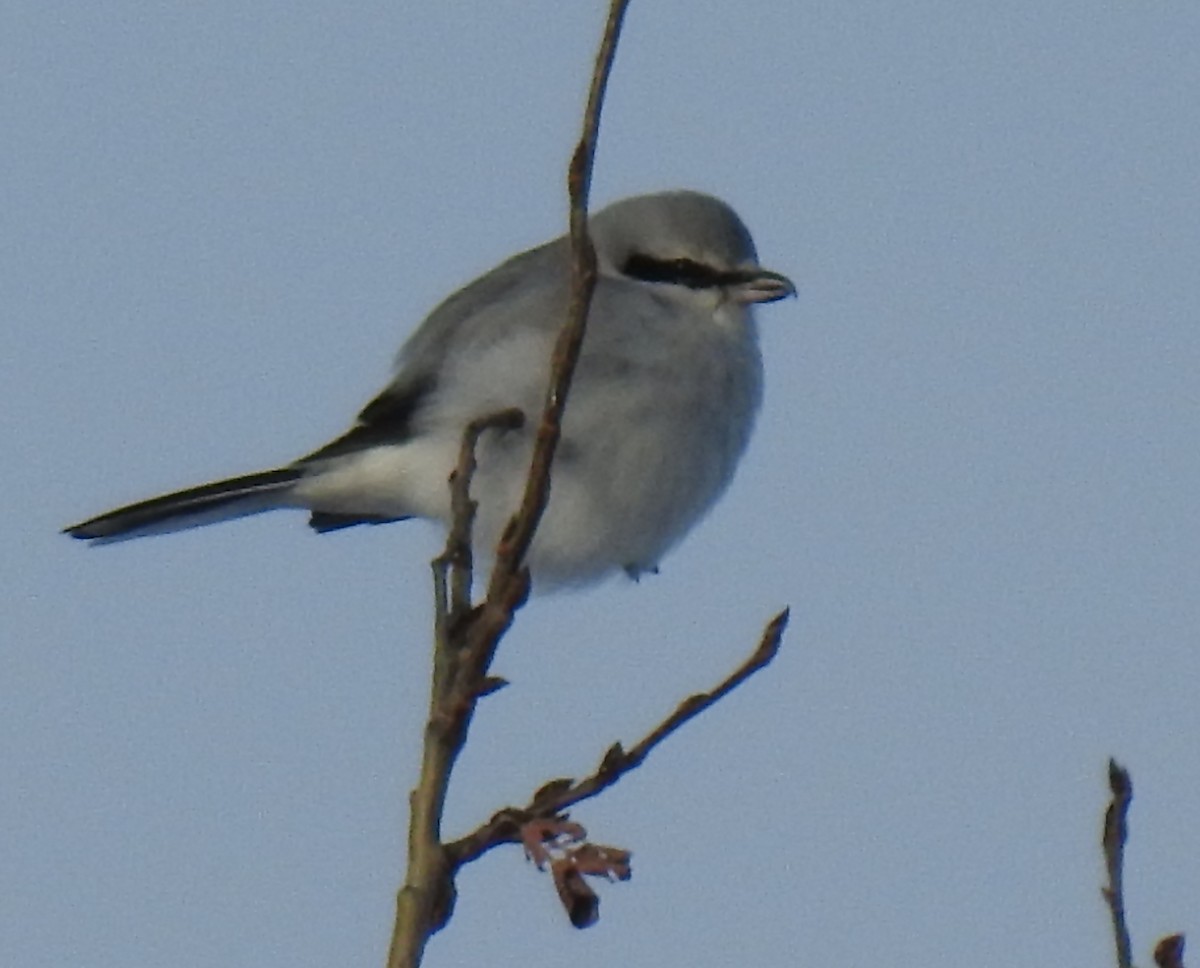 Northern Shrike - ML302627121