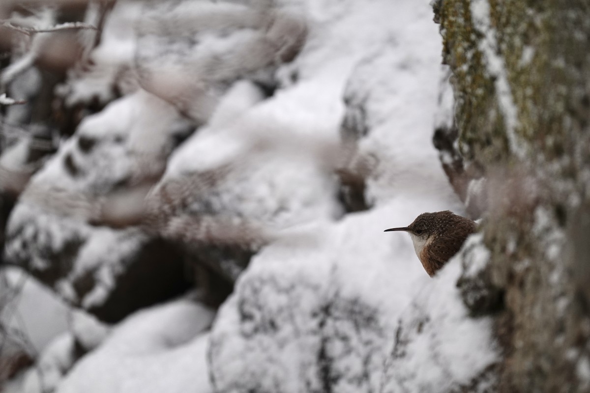 Canyon Wren - ML302627991