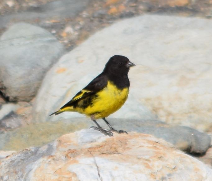 Yellow-rumped Siskin - ML302630251