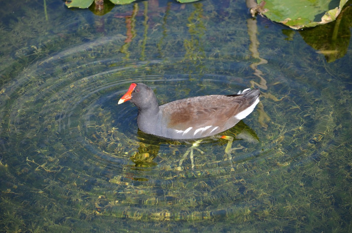 Common Gallinule - ML302630341