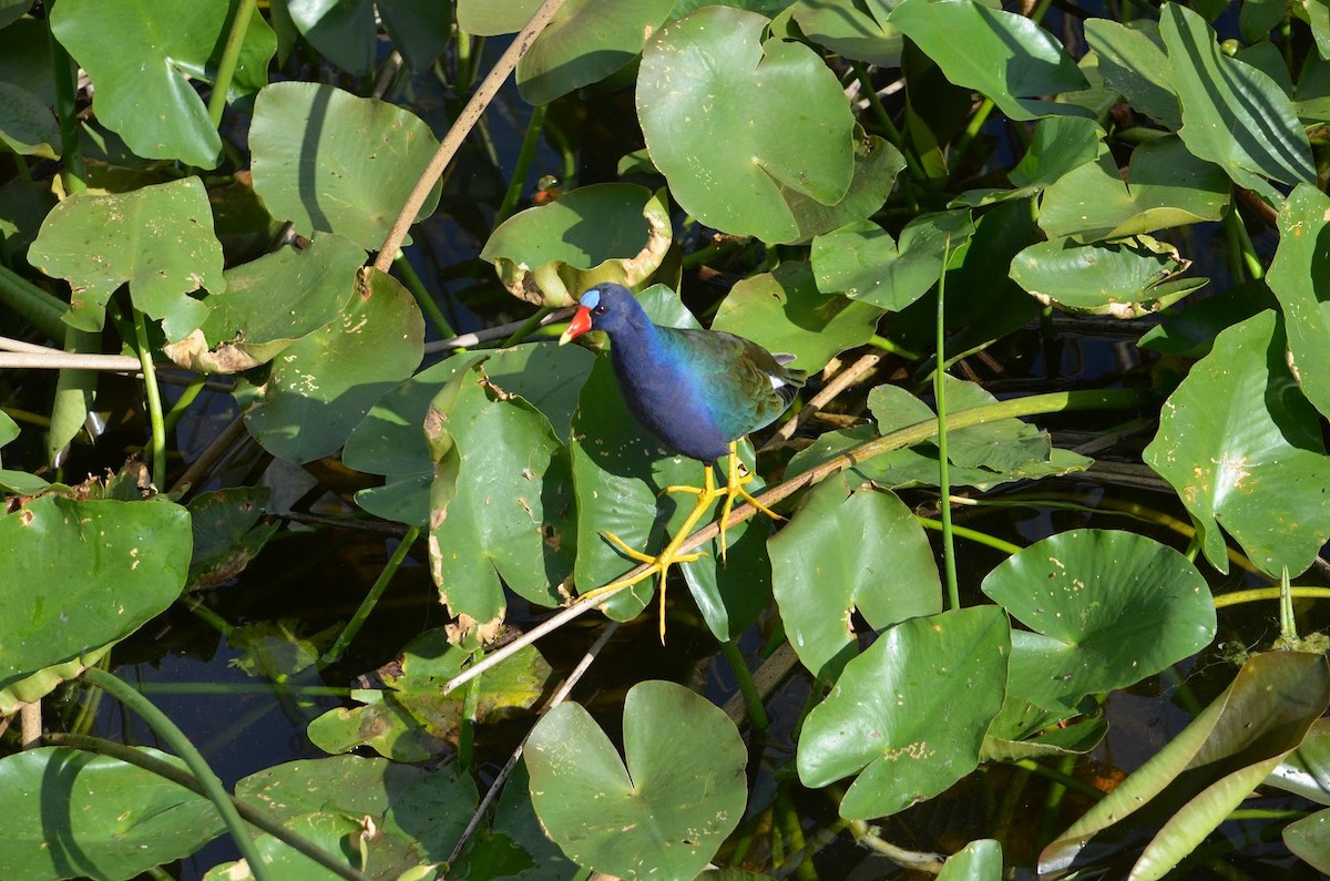Purple Gallinule - ML302630381