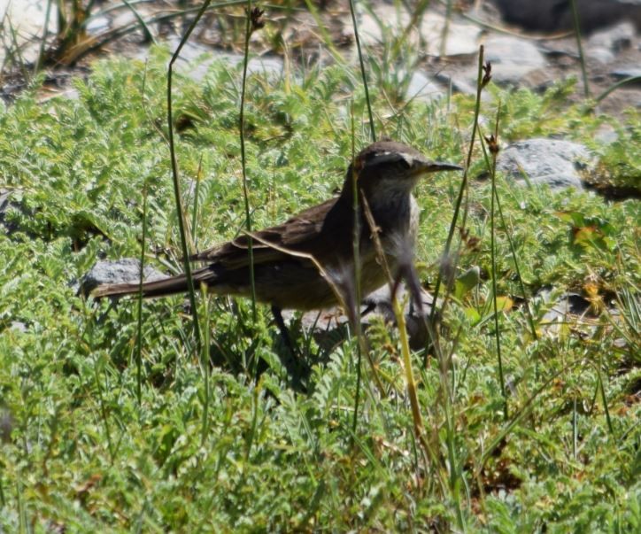 オビバネカワカマドドリ - ML302630641