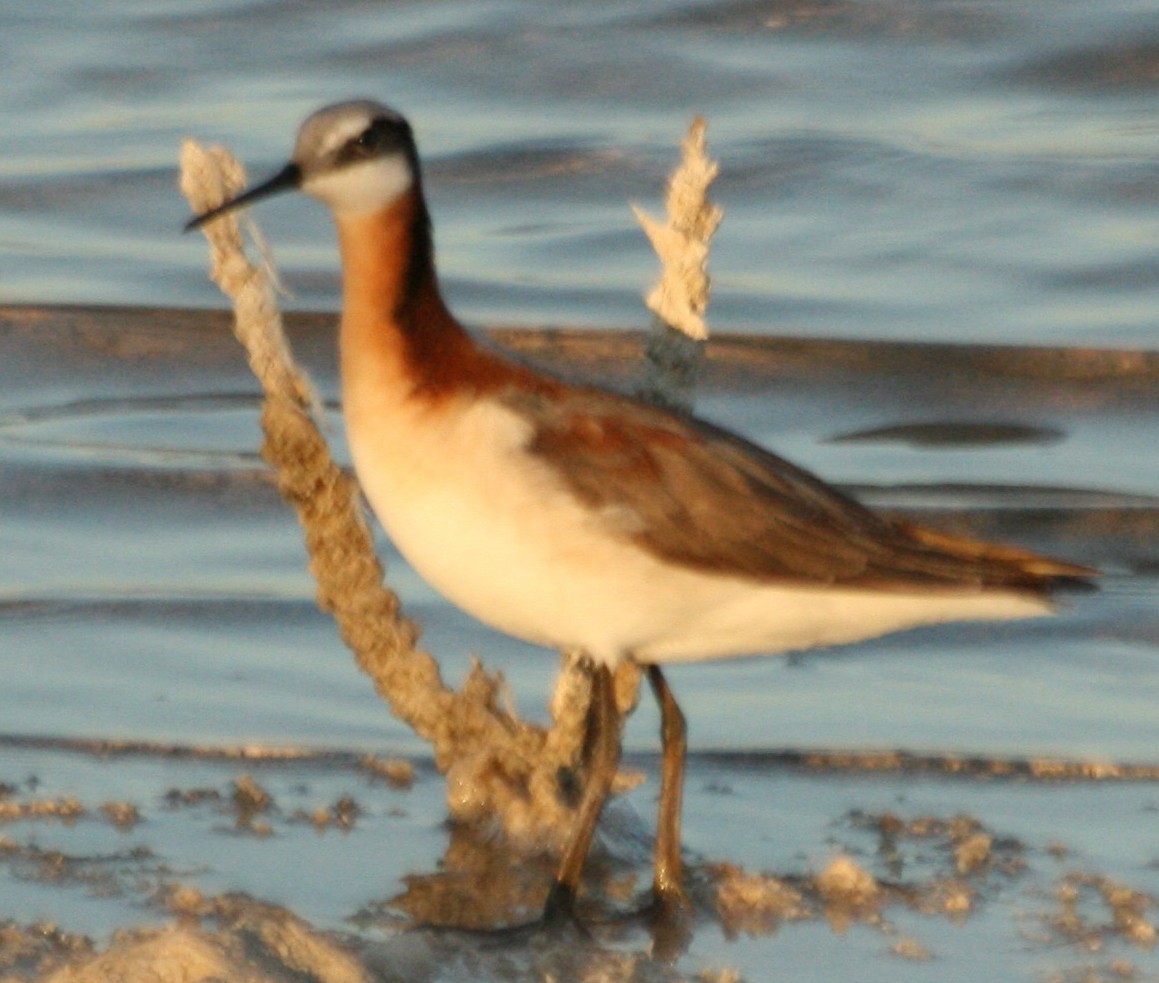 Falaropo Tricolor - ML30263321