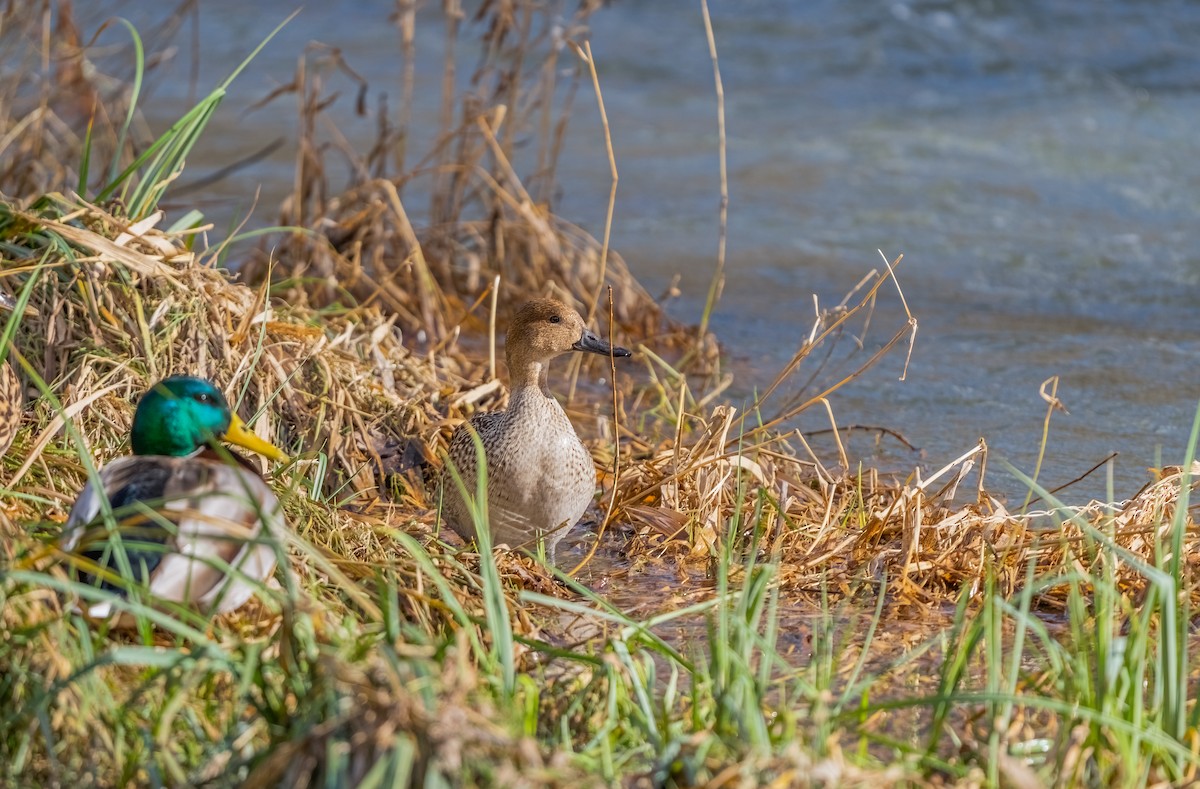 Northern Pintail - ML302633921