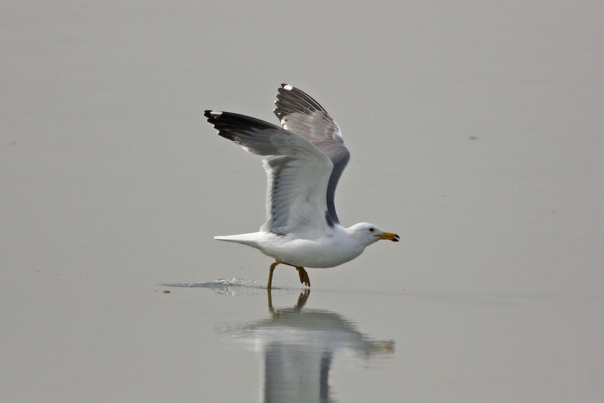 Armenian Gull - ML302634141