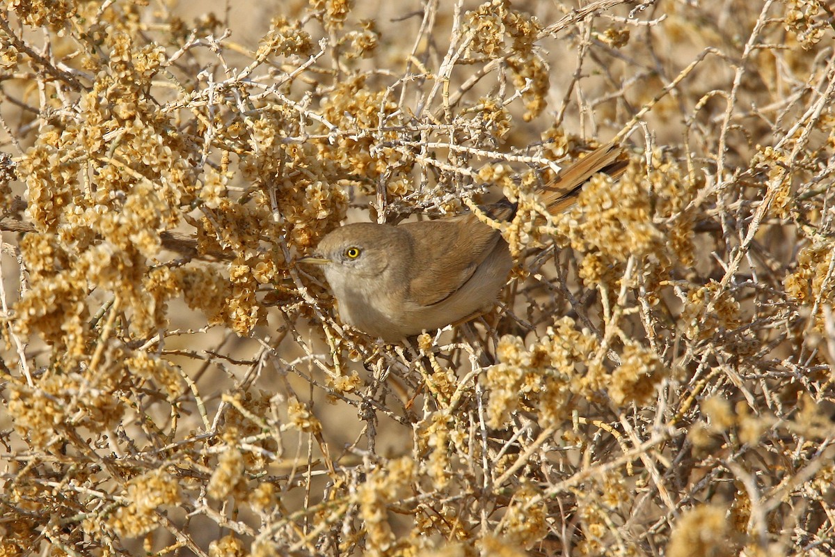 Asian Desert Warbler - ML302634921