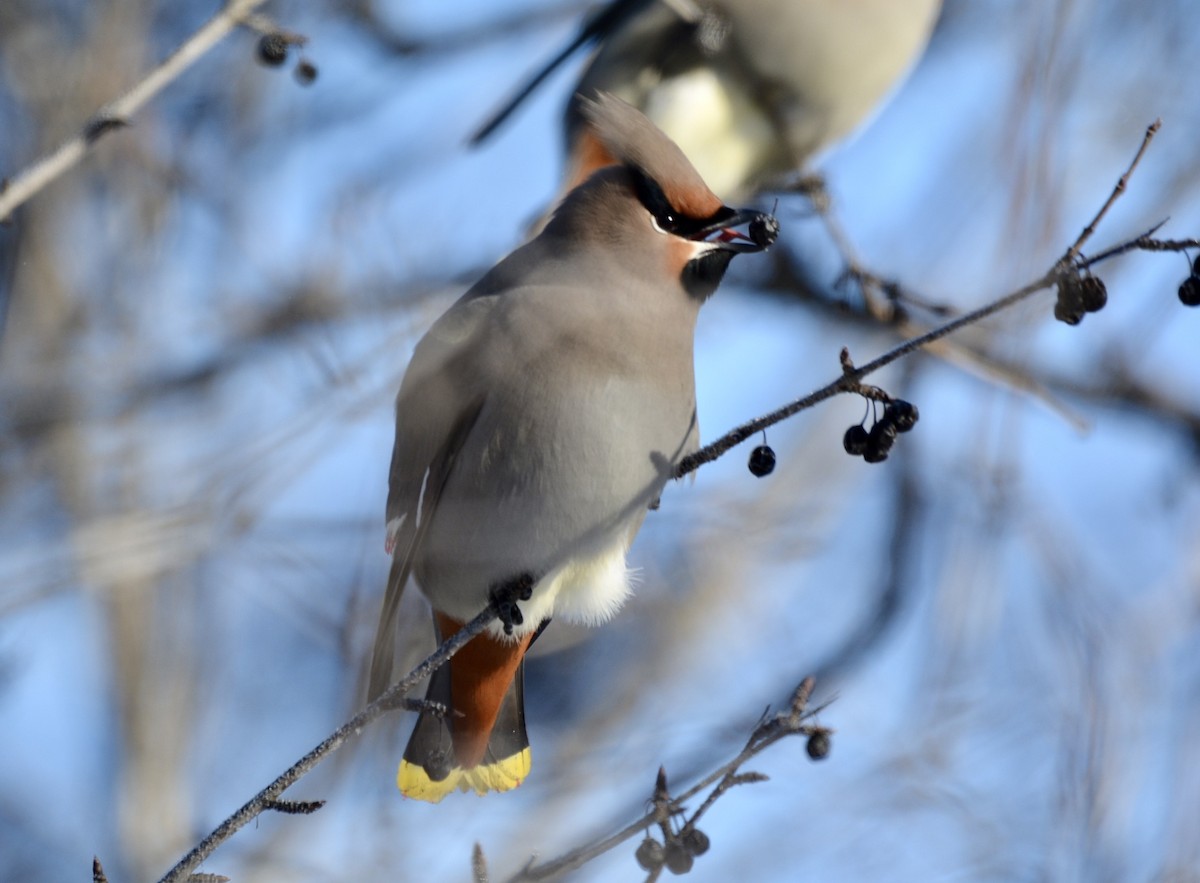 Bohemian Waxwing - ML302634981