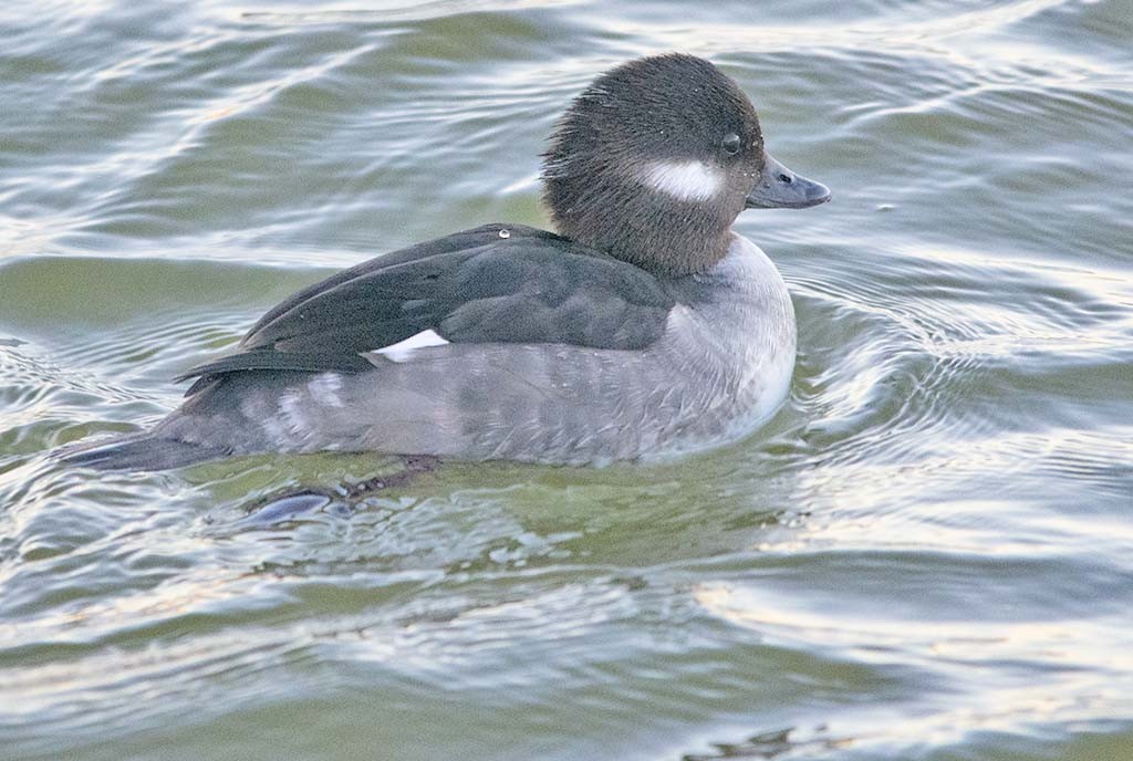 Bufflehead - Hugh Vandervoort