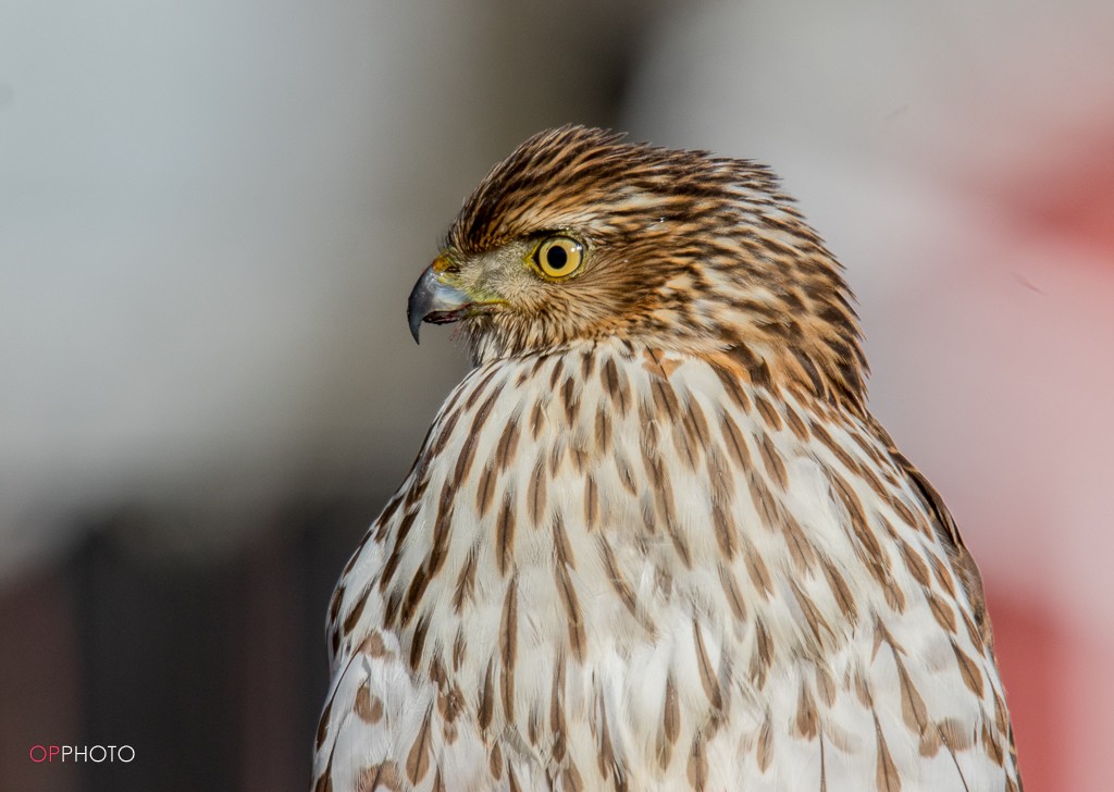 Cooper's Hawk - ML302635091