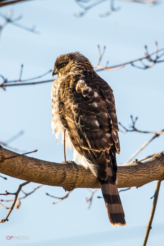 Cooper's Hawk - ML302635121