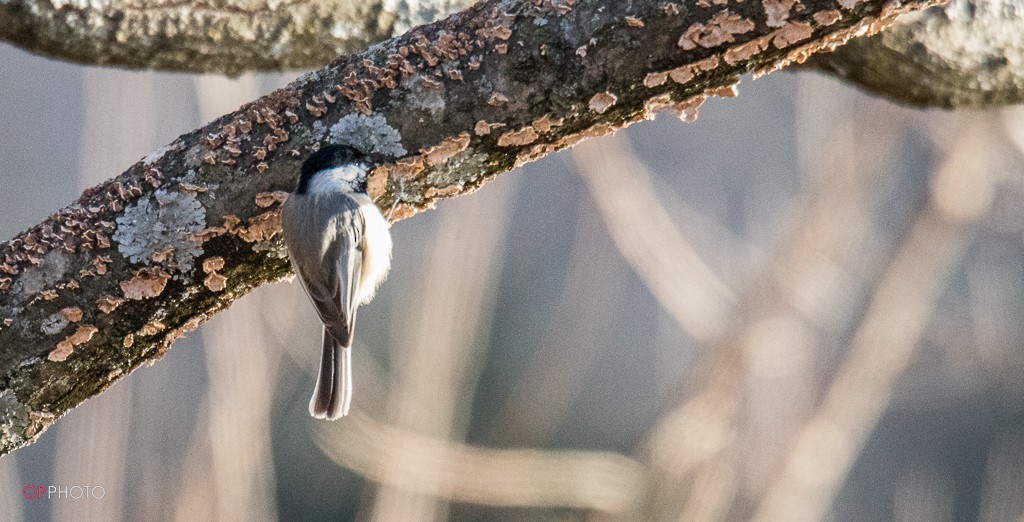 Carolina Chickadee - ML302635201