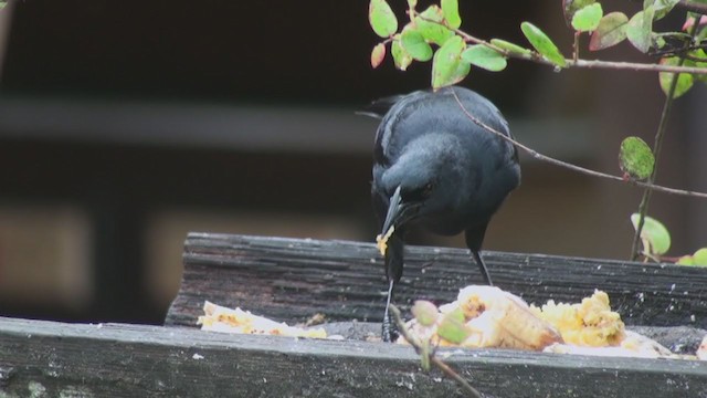 Scrub Blackbird - ML302635821