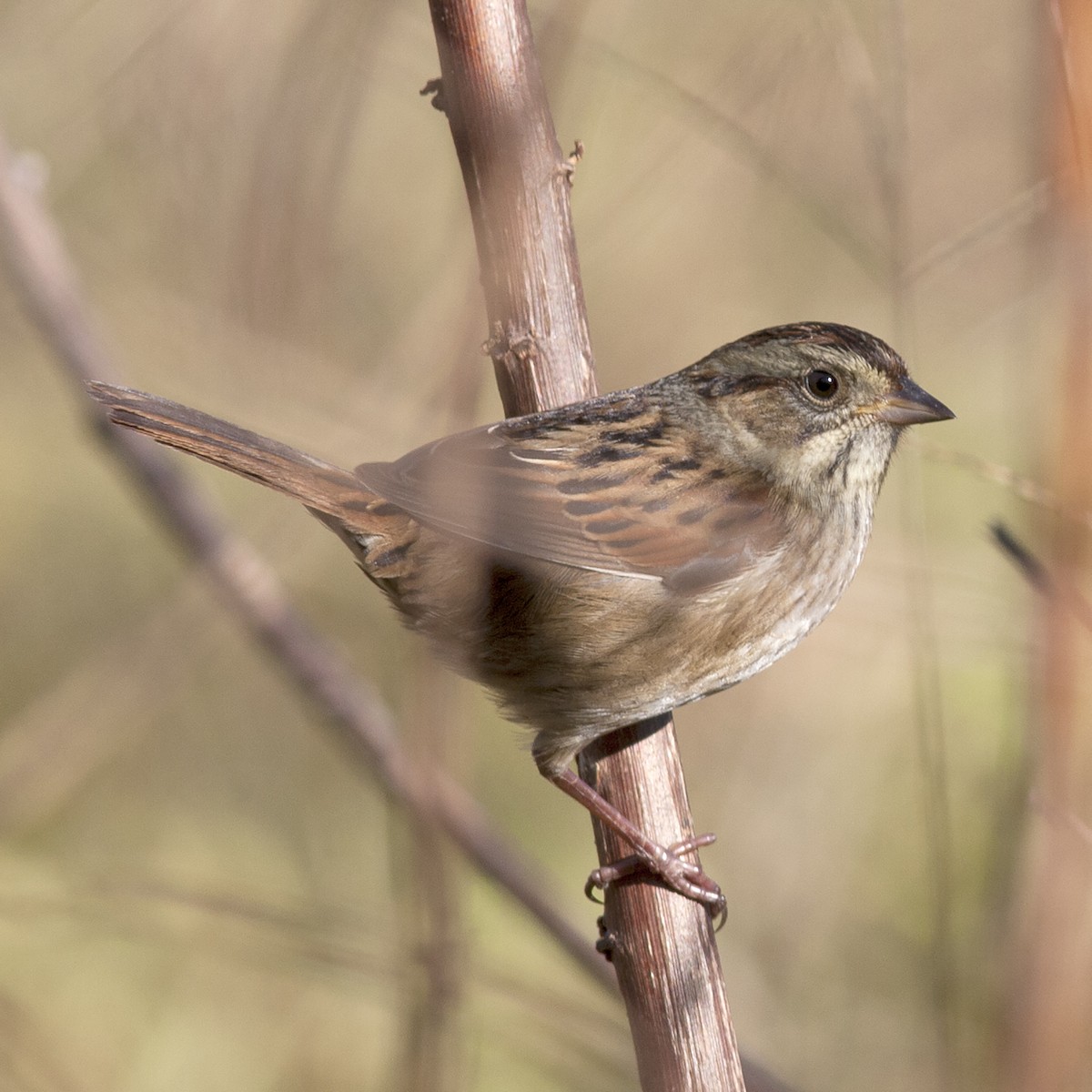 Swamp Sparrow - ML302636661