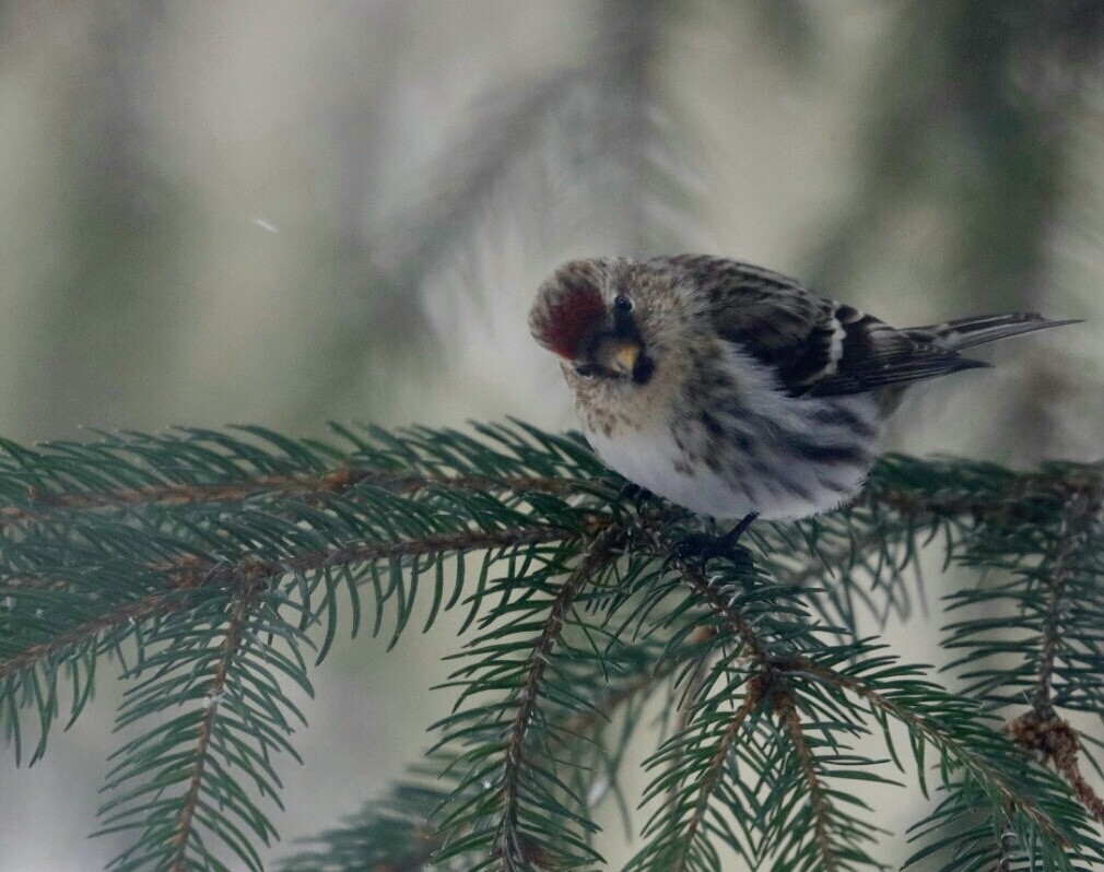 Common Redpoll - ML302638291