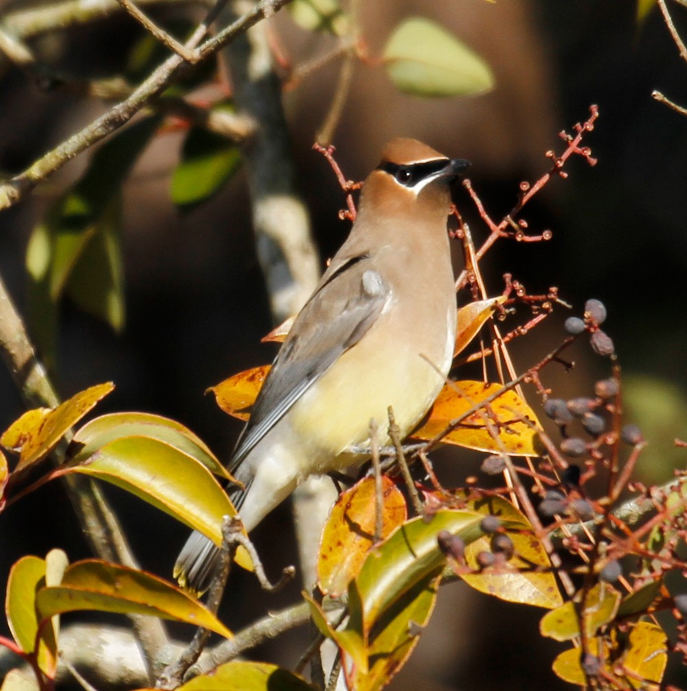 Cedar Waxwing - ML302639141