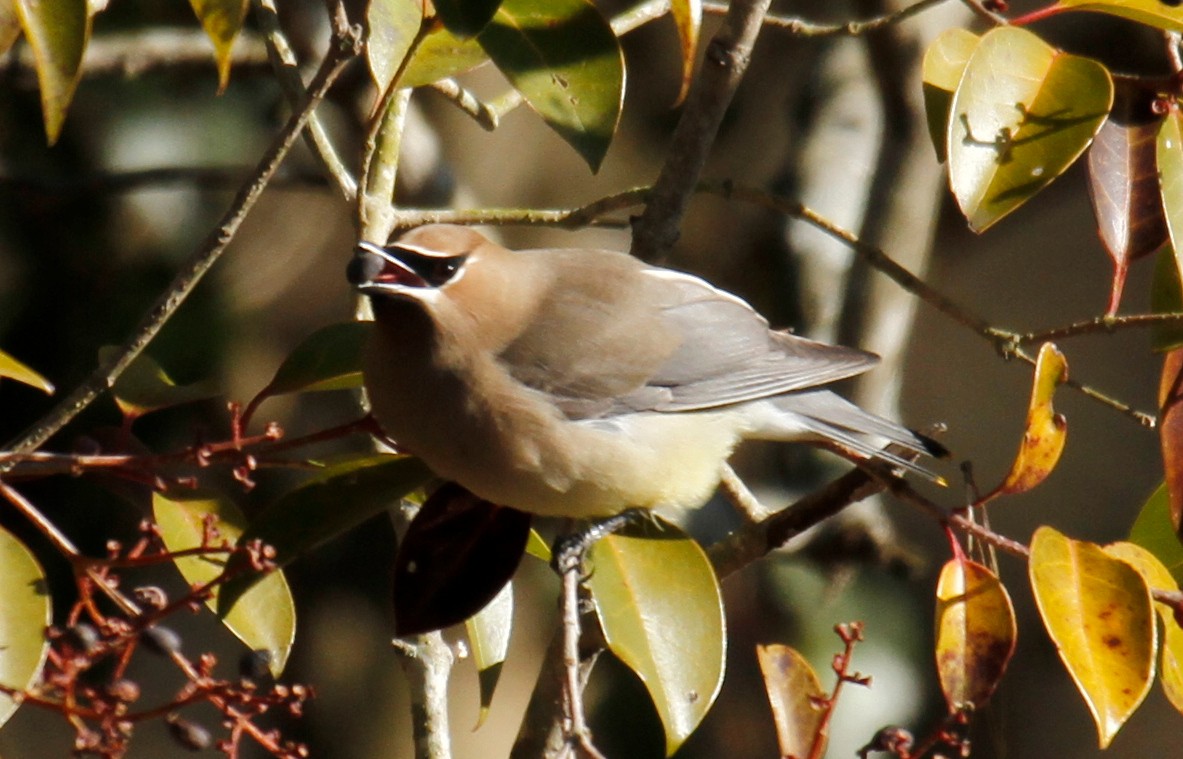 Cedar Waxwing - ML302639151