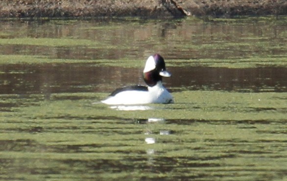 Bufflehead - ML302639851