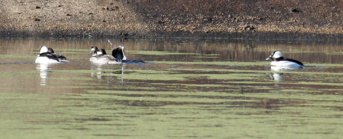 Bufflehead - ML302639861