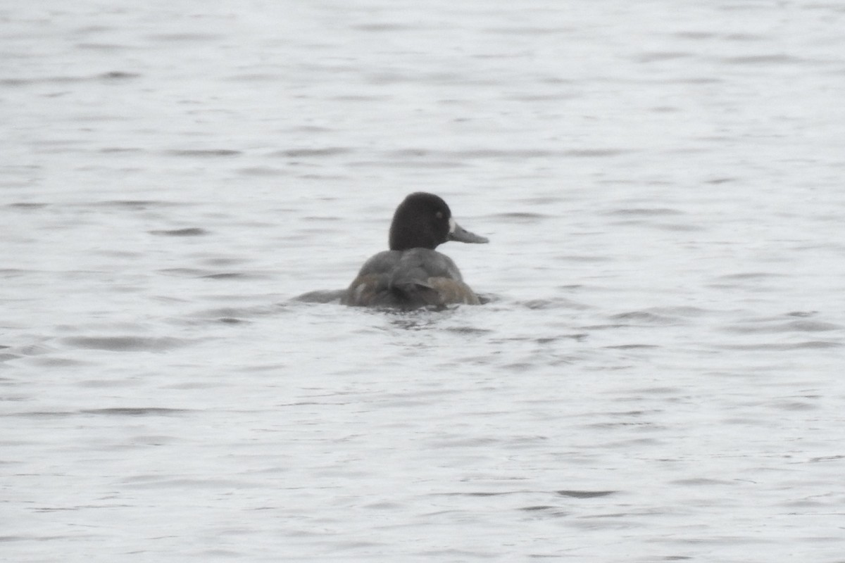 Lesser Scaup - Dan Belter