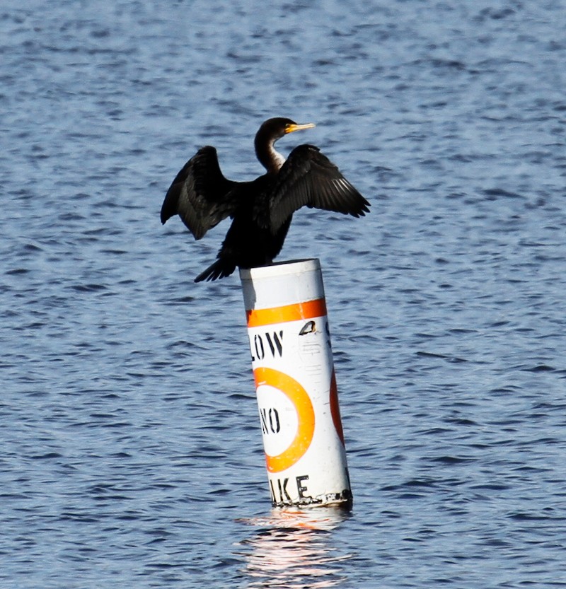 Double-crested Cormorant - ML302640621