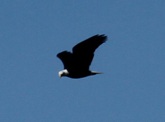 Bald Eagle - ML302640661