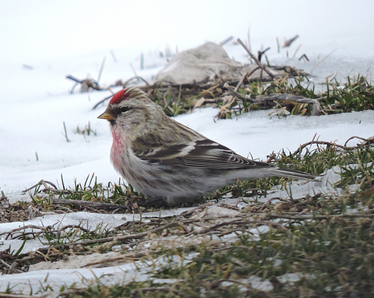 Common Redpoll - Ric Pedler