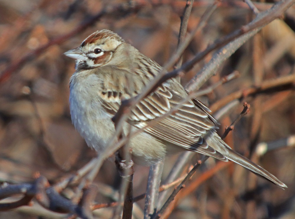 Lark Sparrow - ML302641491