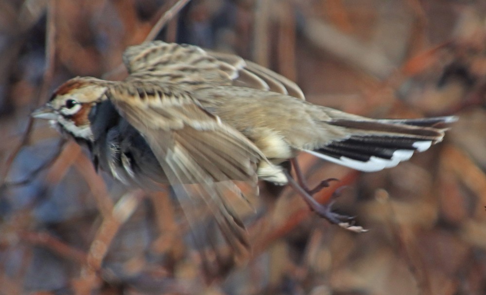 Lark Sparrow - ML302641501