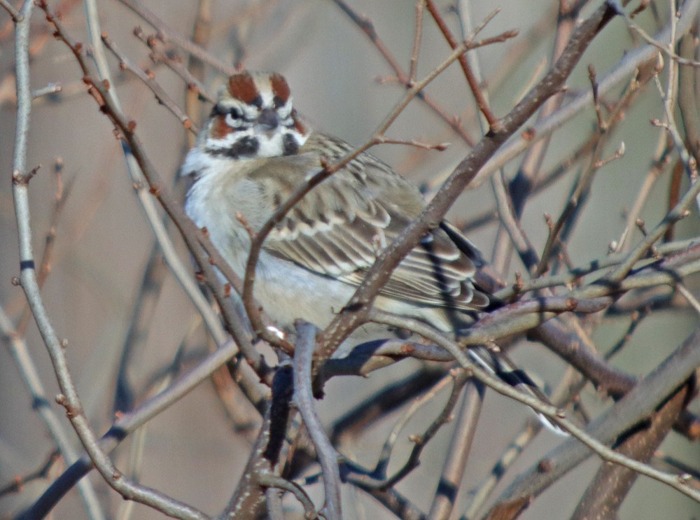 Lark Sparrow - ML302641521