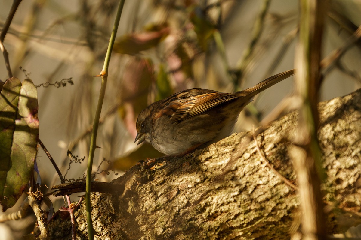 White-throated Sparrow - ML302641911